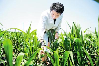 鹽堿地變成豐產田 滄州全面推進鹽堿地綜合利用與特色產業高質量發展