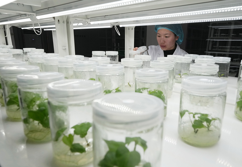 河北盧龍:甘薯苗擴繁忙 助力農(nóng)業(yè)科技創(chuàng)新發(fā)展