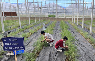 江西南昌 發(fā)展蘆筍產(chǎn)業(yè)助力鄉(xiāng)村振興