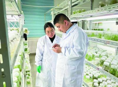 一粒小薯種的澎湃生命力——解碼“青薯9號”的“進階之路”