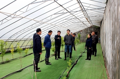 農(nóng)業(yè)科研新篇章 國家柿圃改擴(kuò)建項(xiàng)目評(píng)審會(huì)圓滿召開，助推柿產(chǎn)業(yè)高質(zhì)量發(fā)展